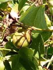 Aristolochia