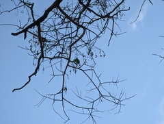 Myiopsitta monachus