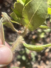 Arctostaphylos tomentosa