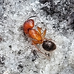 Camponotus floridanus