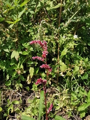 Persicaria maculosa