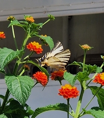 Iphiclides podalirius