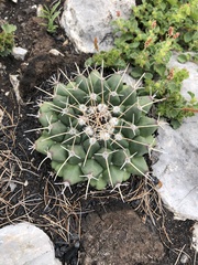 Mammillaria