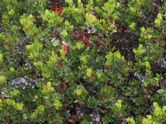Arctostaphylos tomentosa hebeclada