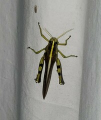 Schistocerca obscura