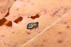 Delphacidae