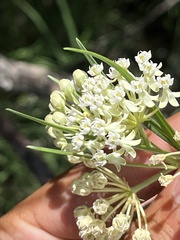 Asclepias subverticillata