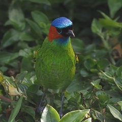 Tangara cyanocephala