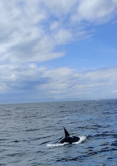 Orcinus orca