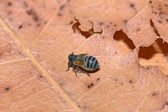 Delphacidae