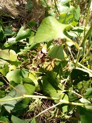 Aristolochia