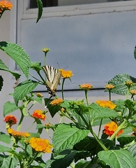 Iphiclides podalirius
