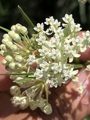 Asclepias subverticillata
