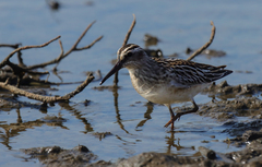 Calidris falcinellus