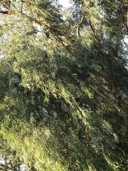 Eucalypteae