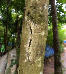 Lebeda nobilis