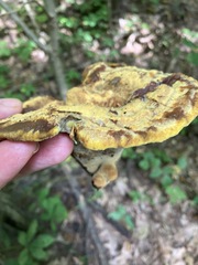 Hydnellum aurantiacum