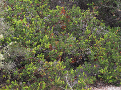 Arctostaphylos tomentosa hebeclada