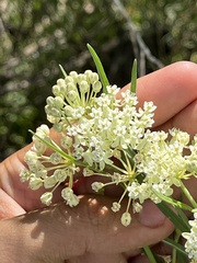Asclepias subverticillata