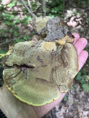 Hydnellum aurantiacum