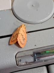 Miltochrista miniata