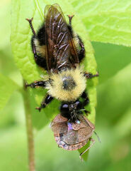 Laphria thoracica
