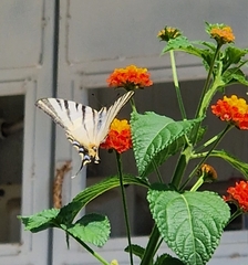 Iphiclides podalirius