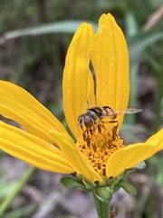 Eristalis transversa