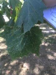 Platanus