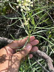 Asclepias subverticillata