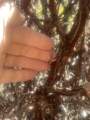 Arctostaphylos tomentosa