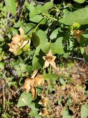 Calystegia occidentalis