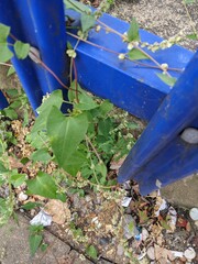 Fallopia convolvulus