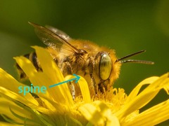 Eutricharaea