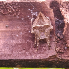 Parawixia