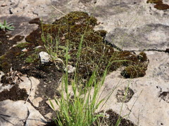 Panicum philadelphicum