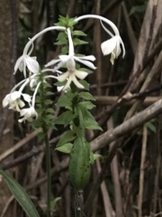 Calanthe triplicata