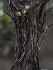 Arctostaphylos tomentosa hebeclada