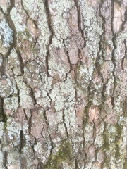 Platanus