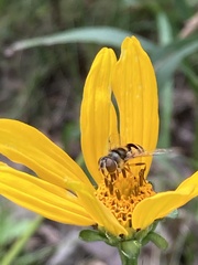 Eristalis transversa