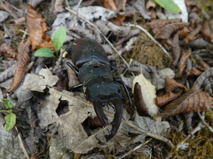 Lucanus cervus