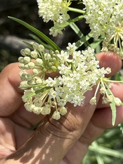Asclepias subverticillata