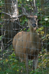 Odocoileus