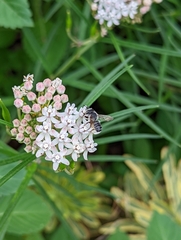 Megachile mendica