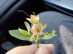 Calystegia occidentalis