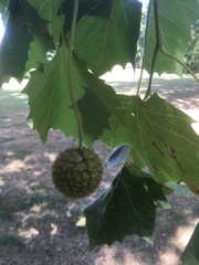 Platanus
