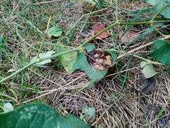 Aristolochia
