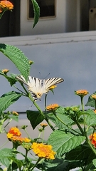 Iphiclides podalirius