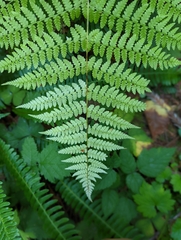 Athyrium filix-femina