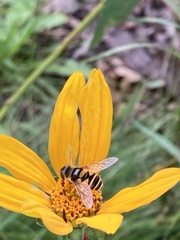 Eristalis transversa